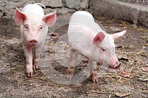 Two little cute pigs on the farm.