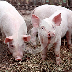 Two little cute pigs on the farm.