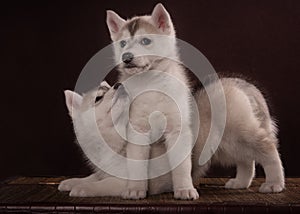 Two Little cute puppy of Siberian husky dog