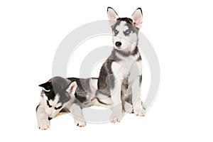 Two little cute puppy of Siberian husky dog with blue eyes isolated