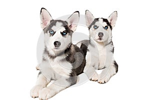 Two little cute puppy of Siberian husky dog with blue eyes isolated