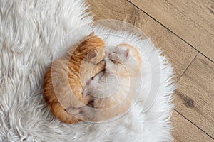 Two little cute red kittens. Two cats are hugging Pet. Sleep and cozy sleep. A pet. Young kittens
