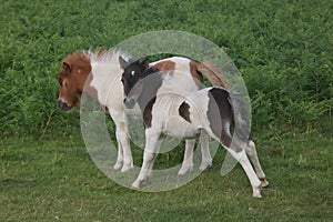 Two little Dartmoor Foals