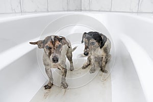 Two small dirty crazy jack russell terrier dogs are unhappy in the bathtub waiting