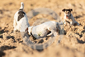 Two  little dogs are digging  hole - Jack Russell Terrier. Hounds are  4  and 12 years old