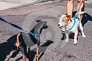 Two little dogs meet on street