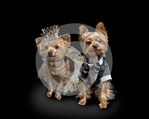 Two little dogs in party clothes tuxedo and dress Happy New Year