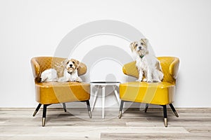 Two little dogs sitting on armchairs