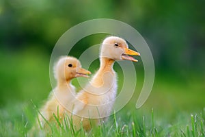 Two little duckling on green grass