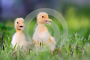 Two little duckling on green grass