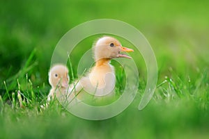 Two little duckling on green grass