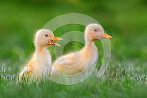 Two little duckling on green grass