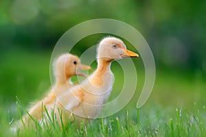 Two little duckling on green grass