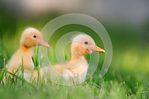 Two little duckling on green grass