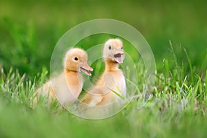 Two little duckling on green grass