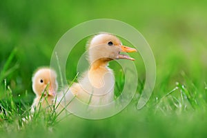 Two little duckling on green grass