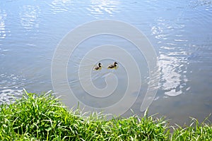 Two little ducks swimming on the water near the green shore, sunny summer day. Wild ducklings in nature