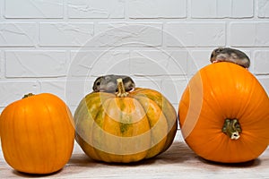 Two little Dzungarian hamsters sit on an orange pumpkin.