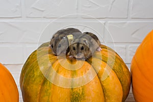 Two little Dzungarian hamsters sit on an orange pumpkin.