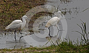 Two Little Egrets photo