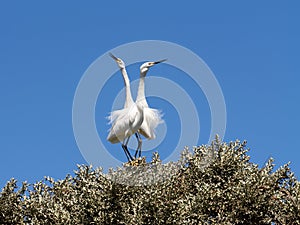 A Two Little Egrets, Egretta garzetta dimorpha