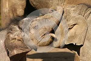 Two little elephants hugging and playing