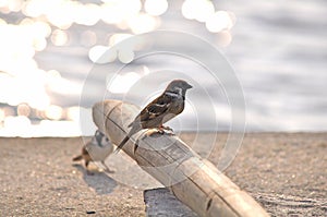 Two little Eurasian Tree Sparrow