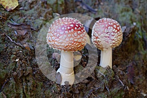 Two little fly agaric grows in soil
