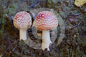 Two little fly agaric grows in soil