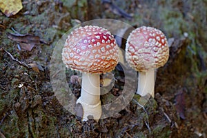 Two little fly agaric grows in soil