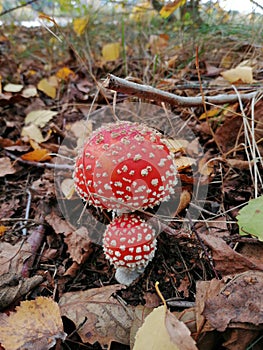 Two little fly agaric
