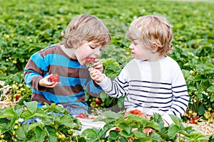 Two little friends having fun on strawberry farm in summer