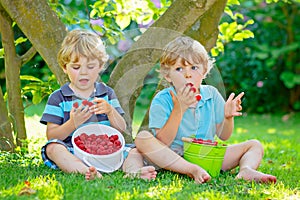 Two little friends, kid boys having fun on raspberry farm in summer