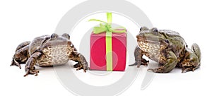 Two little frogs and a gift box