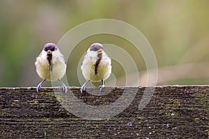 Two little funny chickadees sit on a wooden fence in a summer garden and squeak with their beaks open photo