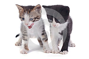 Two little funny kitten isolated on white
