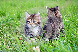 Two little furry kitten playing in spring meadow