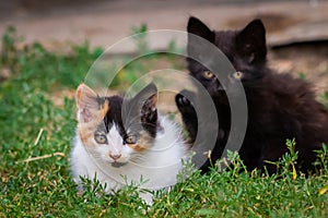Two little furry kitten playing in yard. Kitten on green grass, healthy lifestyle.