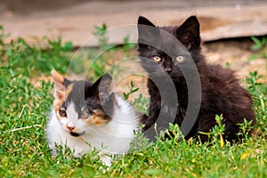 Two little furry kitten playing in yard. Kitten on green grass, healthy lifestyle.