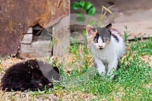 Two little furry kitten playing in yard. Kitten on green grass, healthy lifestyle.