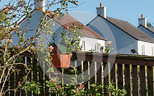 Two little garden Birds on fence next to a bird box photo