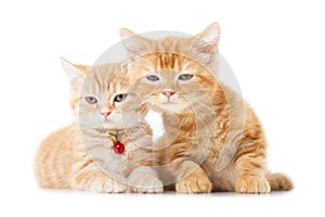 Two little Ginger british shorthair cats