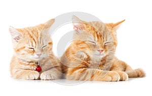 Two little Ginger british shorthair cats