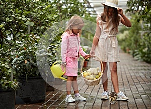 Two little girls collect fresh lemons in the garden