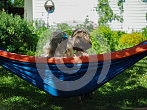 two little girls sitting in hammock