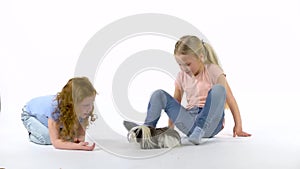 Two little girls is stroking fluffy Sheltie guinea pig at white background. Slow motion.