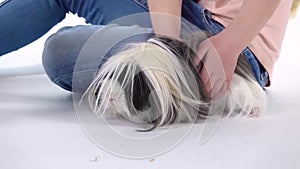Two little girls is stroking fluffy Sheltie guinea pig at white background. Slow motion. Close up