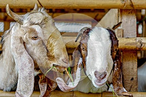 Two little goats ate grass from behind a wooden shed.