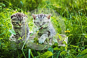 Two little gray kitten on a basket in a park on green grass. Portrait. Postcard. Summer. Scottish fold cat breed