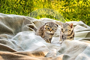 Two little gray kitten on a plaid in a park on green grass. Portrait. Postcard. Summer. Breed